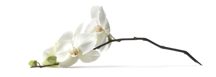 blomst